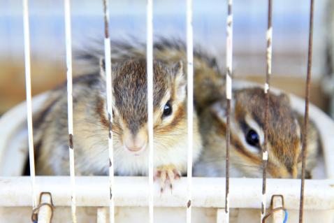 Chipmunk Removal  Safeway Wildlife & Pest Control