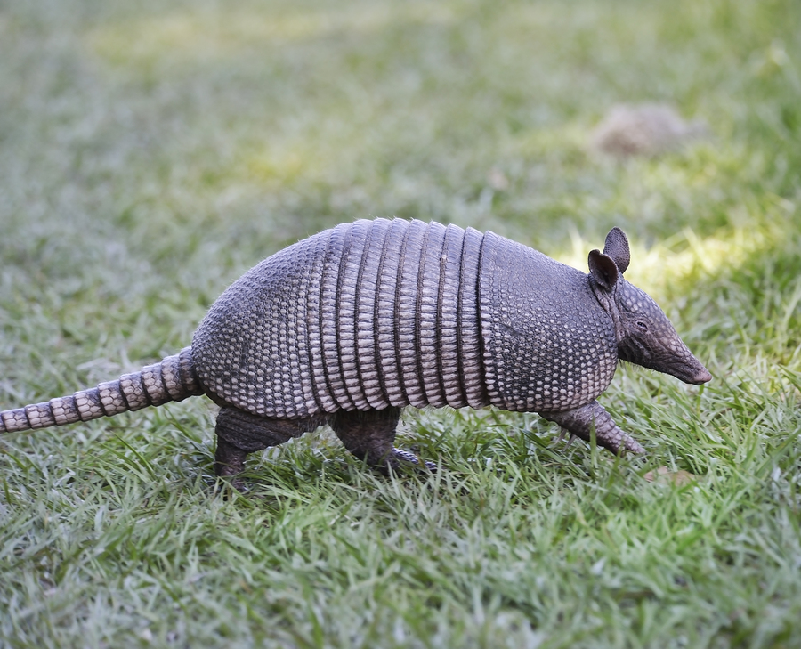 Volusia County Armadillo Removal and Trapping - Pest Control in