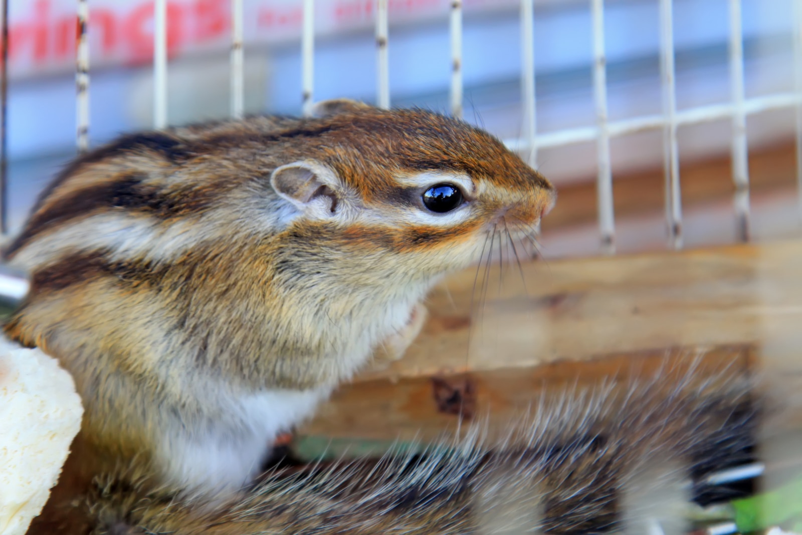 Proteck Wildlife Solutions, LLC