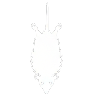 Opossum Removal