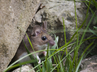 Expert Mouse Removal Process in Southwest Florida