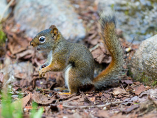 Dead Animal Removal in Southwest Florida