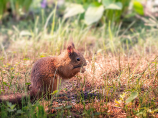 Expert Rodent Removal in Southwest Florida