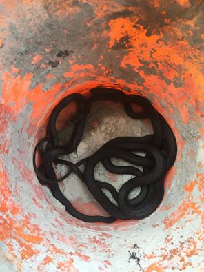 Expert Snake Removal in Southwest Florida