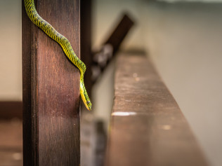 Snake Removal