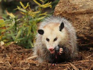 Opossum Removal