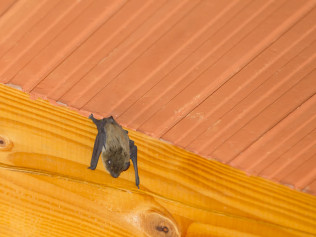 Expert Critter Removal in Southwest Florida