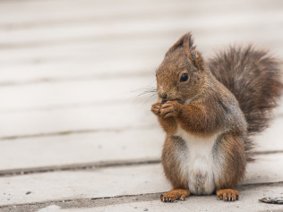 Expert Rodent Removal in Southwest Florida