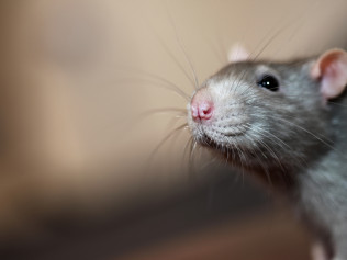 Dead Animal Removal in Southwest Florida