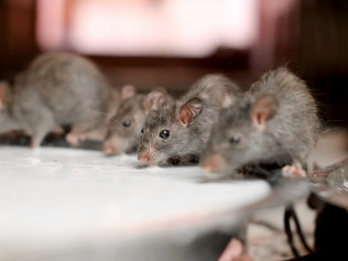 Rat Removal