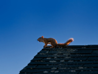 Expert Snake Removal in Southwest Florida