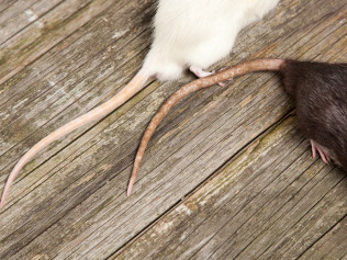Rat Removal