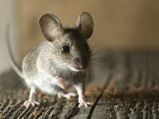 Expert Mouse Removal Process in Southwest Florida