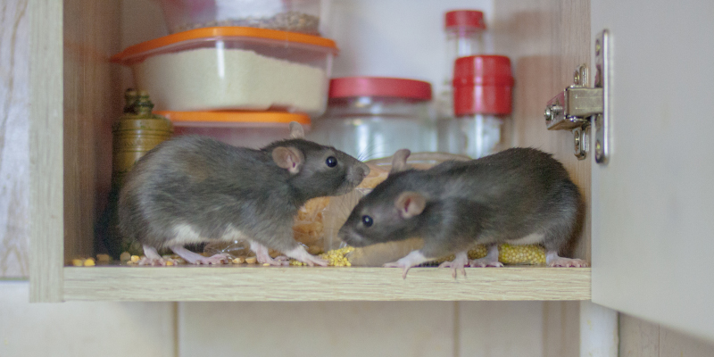 About Proteck Wildlife Solutions, LLC in Casselberry, Florida