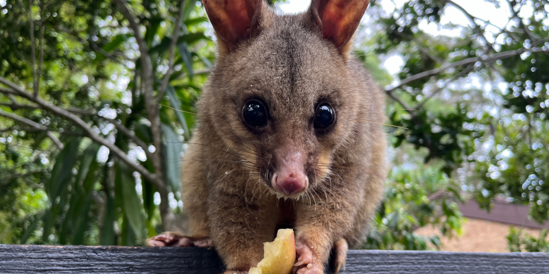 Animal Prevention in Casselberry, Florida