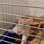 Animal Removal