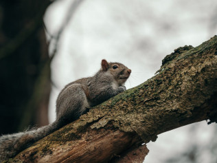 Animal Removal in Southwest Florida