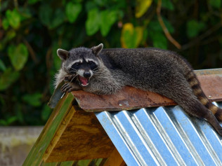 Animal Removal in Southwest Florida
