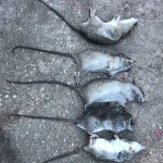 Dead Animal Removal