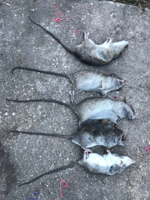 Dead Animal Removal in Casselberry, Florida