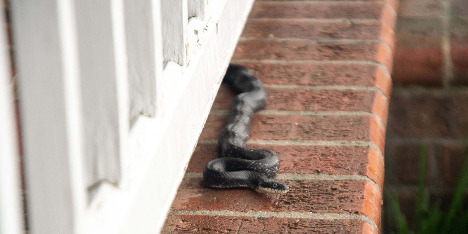Snake Removal in Casselberry, Florida