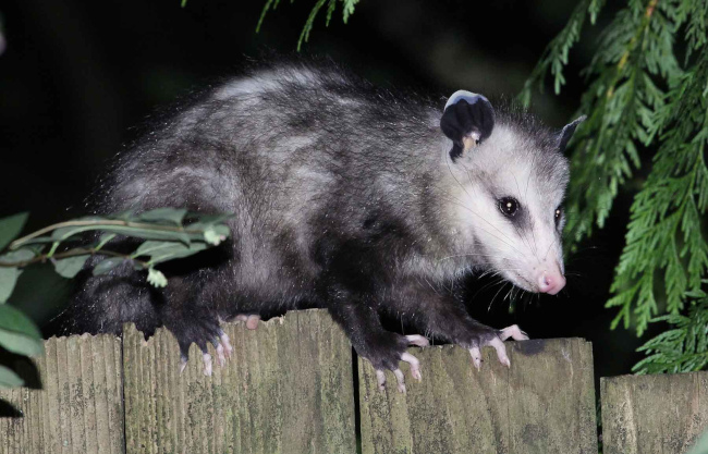 Opossum Removal