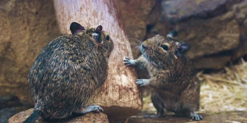 Two brown degus facing each other by a wooden log in a straw-filled enclosure.