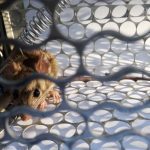mouse removal