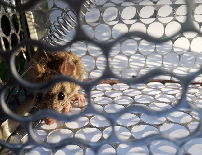 mouse removal