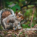 critter removal