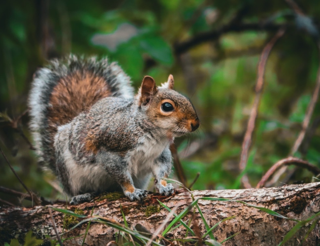 critter removal