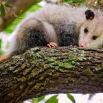 Opossum Removal