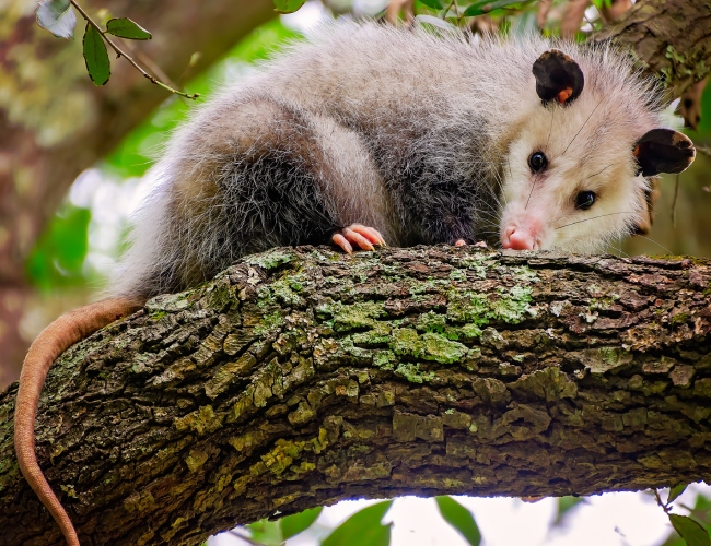 Opossum Removal
