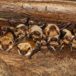 Bat Removal