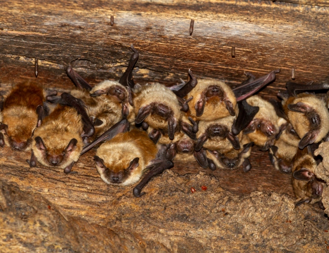 Bat Removal