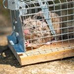 Rodent Removal