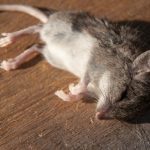 dead animal removal