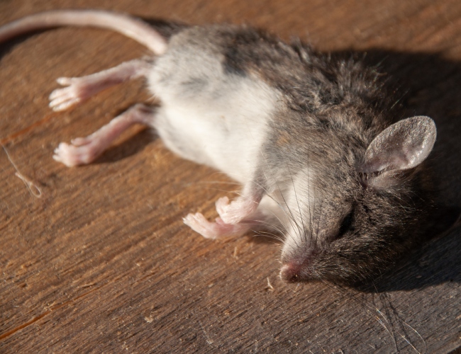 dead animal removal