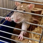Rat Removal