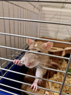 Rat Removal in Casselberry, Florida