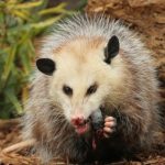 Wildlife Removal