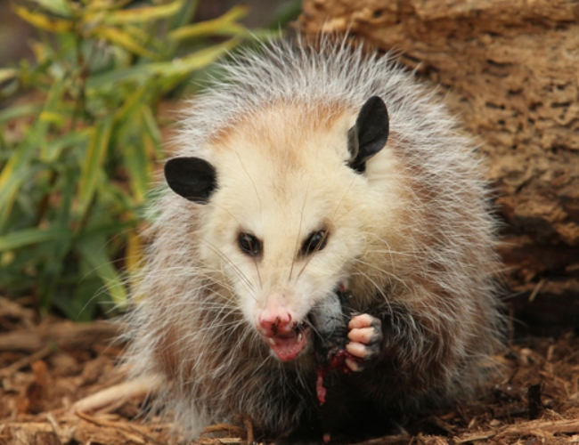 Wildlife Removal