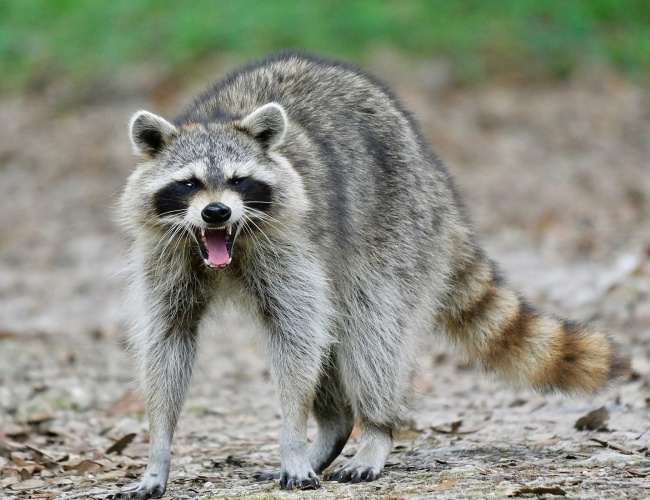 Wildlife Removal