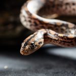 Snake Removal