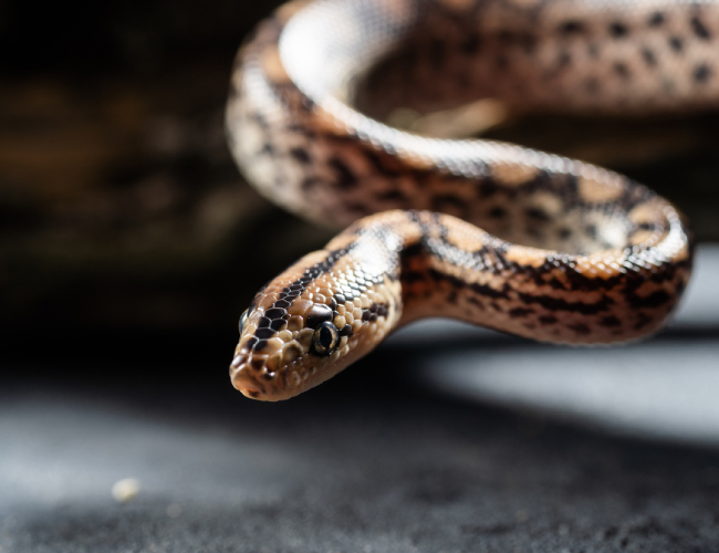 Snake Removal
