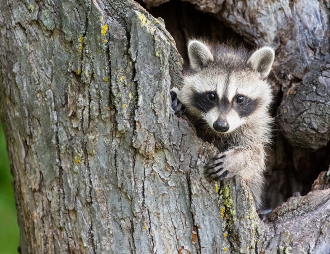 Raccoon Removal