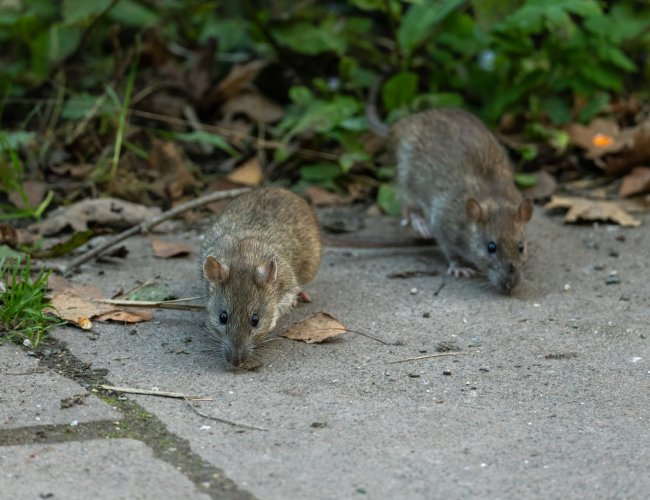 Rodent Removal