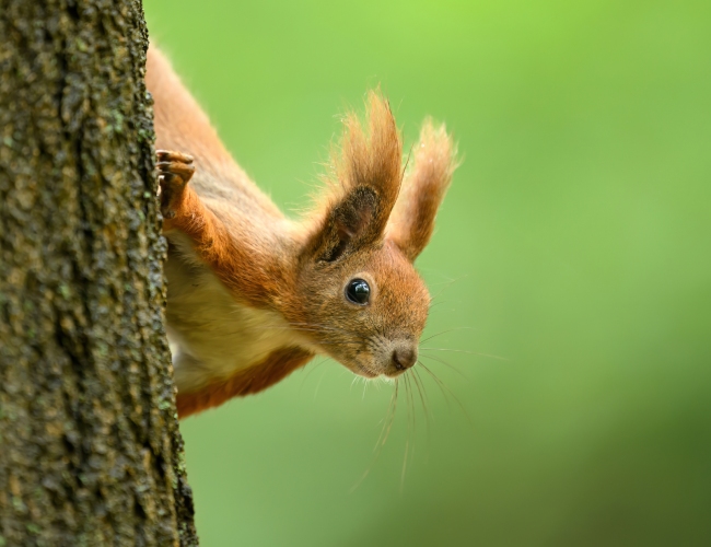 Squirrel Removal