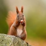 Squirrel Removal
