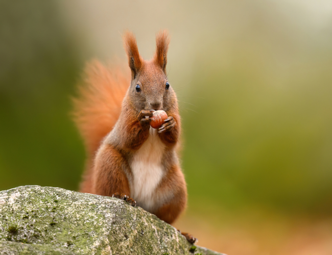 Squirrel Removal